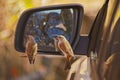 Southern Grey-headed Sparrow (Passer diffusus) in the mirror 15496