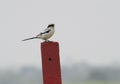 Southern Grey Shrike on Pole Royalty Free Stock Photo