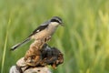 Southern grey shrike