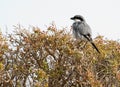 Southern Grey Shrike, Zuidelijke Klapekster, Lanius meridionalis