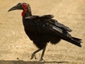 Southern Ground-hornbill Royalty Free Stock Photo