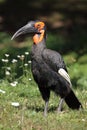 Southern ground hornbill