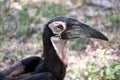 Southern Ground Hornbill Royalty Free Stock Photo