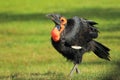 Southern ground hornbill Royalty Free Stock Photo