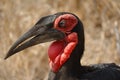 Southern Ground-Hornbill