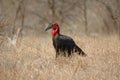 Southern Ground-Hornbill