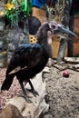 The Southern ground hornbill is a big smart bird with a long beak