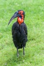 The southern ground hornbill bird. Royalty Free Stock Photo