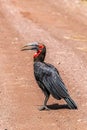 Southern ground hornbill bird perched on the dirt ground Royalty Free Stock Photo