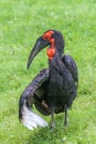 The southern ground hornbill bird. Royalty Free Stock Photo