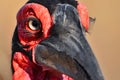 Southern ground hornbill (Bucorvus leadbeateri)