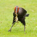 Southern Ground hornbill (Bucorvus leadbeateri) Royalty Free Stock Photo