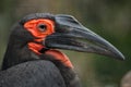 Southern ground hornbill Bucorvus leadbeateri Royalty Free Stock Photo