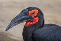 Southern Ground Hornbill Bucorvus leadbeateri family of Bucerotidae Royalty Free Stock Photo