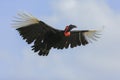 Southern Ground Hornbill (Bucorvus leadbeateri) Royalty Free Stock Photo