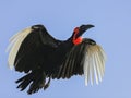 Southern Ground Hornbill (Bucorvus leadbeateri) Royalty Free Stock Photo