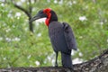 Southern ground hornbill (Bucorvus leadbeateri) Royalty Free Stock Photo