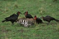 SOUTHERN GROUND-HORNBILL bucorvus leadbeateri, GROUP ON A DEAD ZEBRA, MASAI MARA PARK IN KENYA Royalty Free Stock Photo