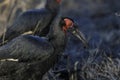 Southern ground hornbill,South Africa