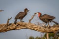 Southern ground hornbill feeding frog to juvenile. Royalty Free Stock Photo