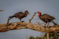 Southern ground hornbill feeding frog to juvenile. Royalty Free Stock Photo