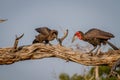 Southern ground hornbill feeding frog to juvenile. Royalty Free Stock Photo
