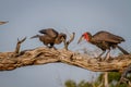 Southern ground hornbill feeding frog to juvenile. Royalty Free Stock Photo