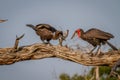 Southern ground hornbill feeding frog to juvenile. Royalty Free Stock Photo