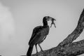 Southern ground hornbill with a frog kill. Royalty Free Stock Photo