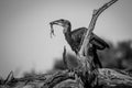 Southern ground hornbill with a frog kill. Royalty Free Stock Photo