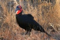 Southern ground hornbill inhabits the African bushveld