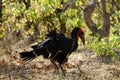 The Southern Ground Hornbill