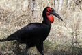 Southern Ground Hornbill - Namibia