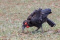 A Southern ground hornbill foraging for food