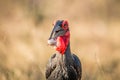 Southern ground hornbill with a Rain frog kill. Royalty Free Stock Photo