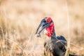 Southern ground hornbill with a Rain frog kill. Royalty Free Stock Photo