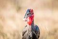 Southern ground hornbill with a Rain frog kill. Royalty Free Stock Photo