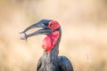 Southern ground hornbill with a Rain frog kill. Royalty Free Stock Photo