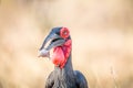 Southern ground hornbill with a Rain frog kill. Royalty Free Stock Photo