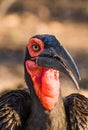 Southern Ground Hornbill stands in the long grass peering down in the search for prey