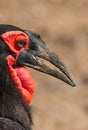 Southern Ground Hornbill stands peering down in the search for prey