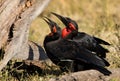 Southern ground hornbills