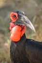 Southern Ground Hornbill (Bucorvus leadbeateri) Royalty Free Stock Photo