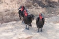 Southern ground hornbills Bucorvus leadbeateri group standing together in the road