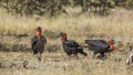 Southern Ground Hornbills in Kruger National park, South Africa