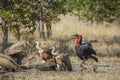 Southern Ground Hornbills in Kruger National park, South Africa