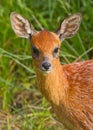 Southern Grysbok Royalty Free Stock Photo