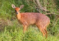 Southern Grysbok Royalty Free Stock Photo