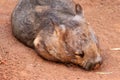 Southern Hairy-Nosed Wombat