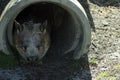 Southern Hairy Nosed Wombat, Albany, WA, Australia